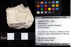 Foto (Objket + Etiketten) von Pithonoton sp. 